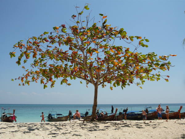 un arbre aau milieu de la plage de mosquito !!