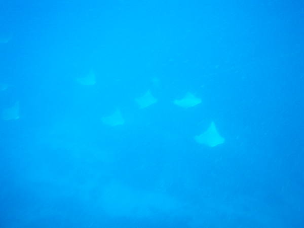 Snorkeling avec des raies à Byron bay !